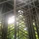 The inside of thorncrown chapel built in 1980. The inside is built with steel and glass, helping to focus in on the nature around the structure.