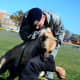 workingdogsinthenews