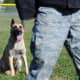 workingdogsinthenews