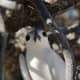 White Tern