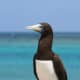 Brown Booby (Sula leucogaster) - may be seen around Fuji. Ther is also a red-Footed Booby and a Masked Booby.