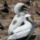 Masked Booby and chick