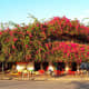 And Phan Thiet City looks brightly colorful with beautiful blossoms