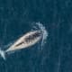 A photo of a narwhal from above as it breaches the surface