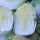 Napa cabbage