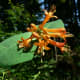 Honeysuckle