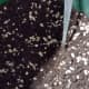 Well-draining soil (I recommend 50% seed-sowing soil and 50% pumice or grit) is a must for growing cactus from seed.