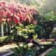 Bougainvilleas cascading over a portion of the Thomas Edison home in Florida