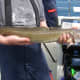 A small ling caught over the wreck on the Irish Sea