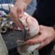 Bull huss/greater spotted dogfish