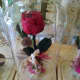 Red Rose. Preserved in the Jar