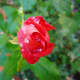 A rose bud with raindrops