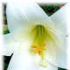 Easter Lily in Bloom