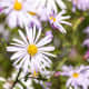 Aster philippinensis