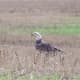 Beautiful Bald Eagles