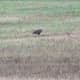 Beautiful Bald Eagles