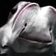 list-of-fishes-named-after-parts-of-animals
