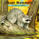 About Mammals: A Guide for Children by Cathryn Sill