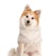 can-dogs-eat-cap-and-crunch