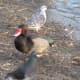 Rare Rosy-billed Pochard at our local water park in Somerset