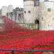 Surging Wave from the River of Blood - Poppies in the Moat at The Tower of London, 'Lest we Forget'