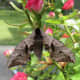 Hawk Moth Sleeping on a Rose in my Garden in Somerset