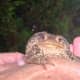 Unperturbed Toad, Happy to sit in Comfort!