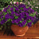 Picobella Blue Petunia is a milliflora variety. It is a dense herbaceous annual with stunning blue trumpet-shaped flowers.