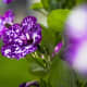 Night Sky Petunia features speckled with luminous white dots that look like celestial bodies.