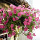 Surfinia Petunias are a type of cascading petunias. They are great for suspended pot arrangements.