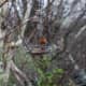 Fly-through bird feeder suspended from a tree branch.