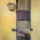 Cylindrical bird feeder.