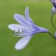 Do bees like agapanthus? The answer is a resounding &quot;yes&quot;! This flower is also a beautiful addition to any garden.