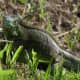 iguana in the back yard