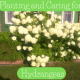 Limelight hydrangea