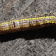 California Oakworm