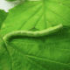Fall Cankerworm