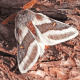One of several striking buck moth species