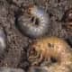Beetle grubs of all kinds pupate in the soil.