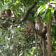 A family of monkeys seen at Karnala.