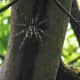Giant Spider clicked at Karnala