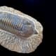 Trilobite fossil (Calymene, celebra) 