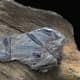 Trace fossil leaves of ancient Lycoped Scale trees