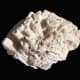 Sideview: Great Star Coral (Montastrea, cavernosa) Fossil Skeleton 