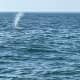 When on a whale watching tour this is what you will be on the lookout for. It's called a blow, and it is the whale exhaling. 
