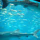 Can you imagine how long it took to cycle the big tank at the Georgia Aquarium!?