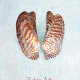 Turkey Wing, Zebra Ark or Noah's Ark Seashells (Arca, zebra)