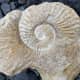 Cephalopod ammonite (Dufrenoy Justinae) fossil