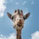  An up-close look at a giraffe at the Gladys Porter Zoo in Brownsville, Texas 