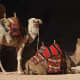 Modes of Transportation from Around the World. Camels for tourist rides at the City of Petra in Jordan